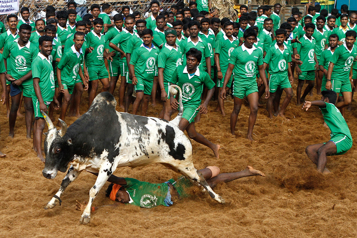 bull taming festival 6