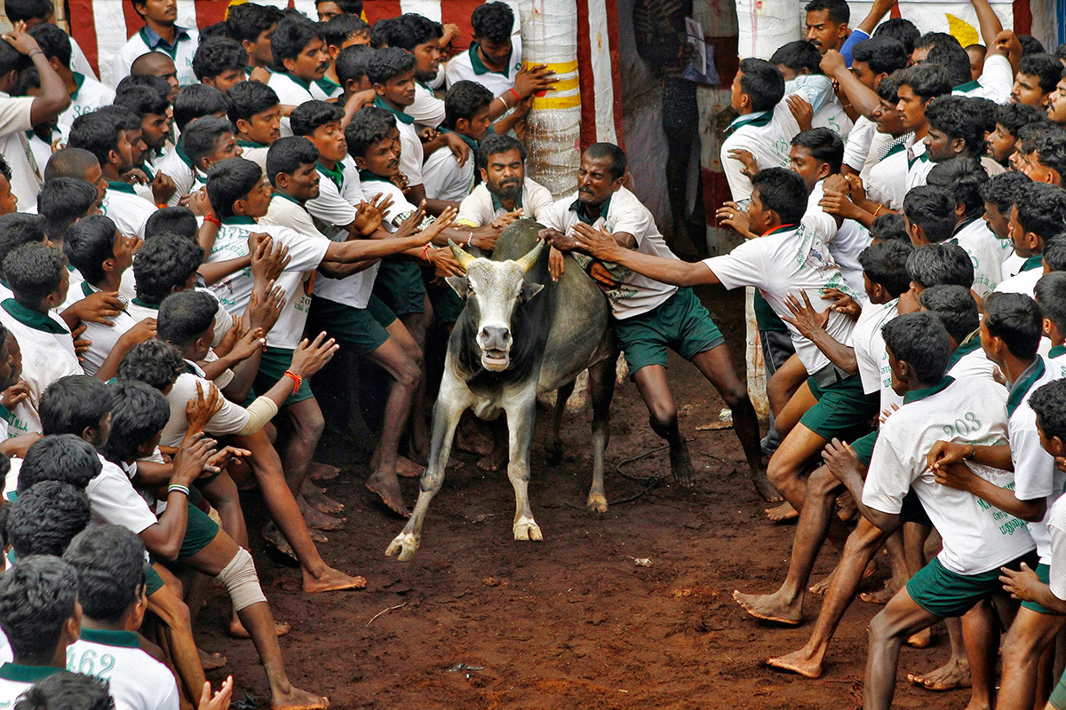 bull taming festival 7