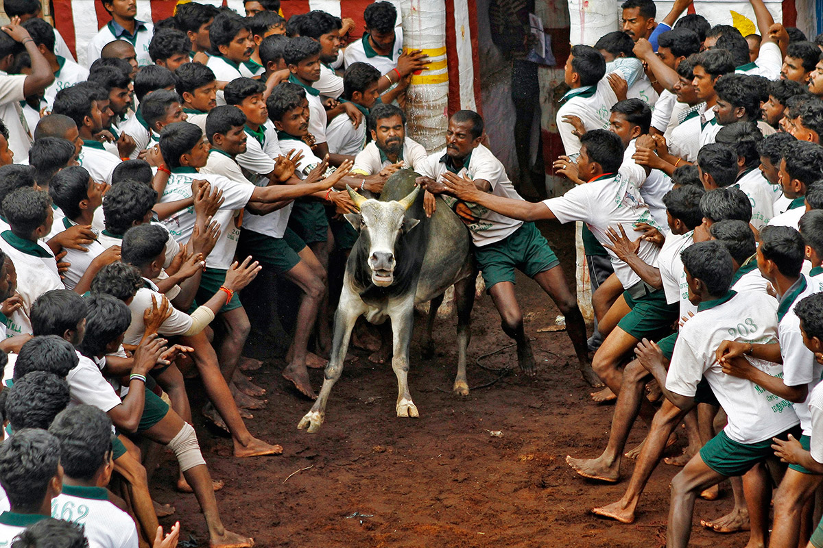 Bull Taming Festival in India In Pictures