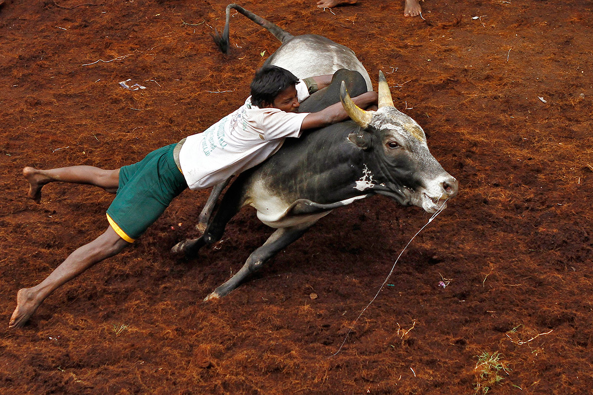 bull taming festival 9