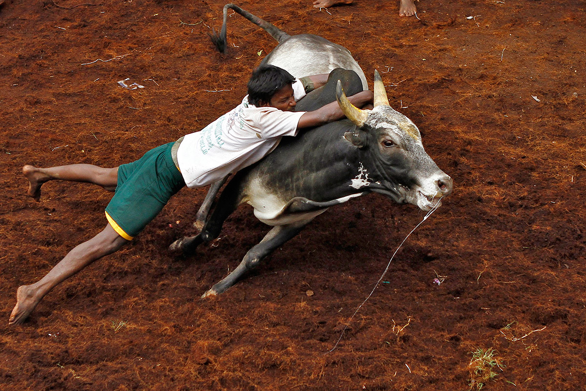 Bull Taming Festival in India In Pictures