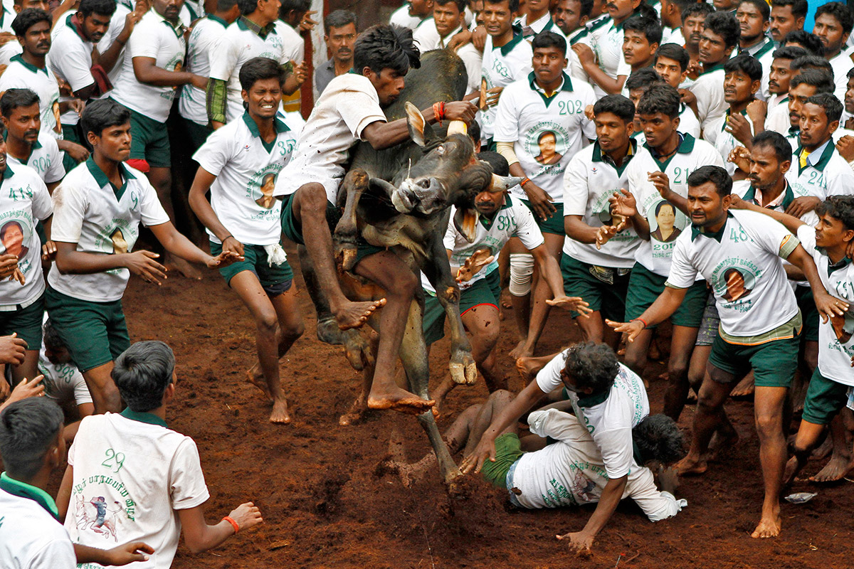 Bull Taming Festival in India In Pictures
