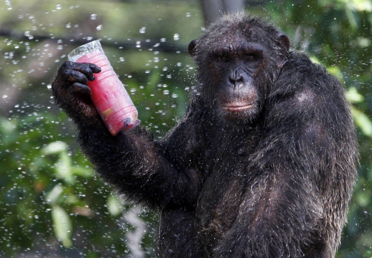 chimpanzee hand reaching out for human