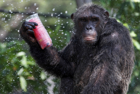 Chimpanzees can gesture for hunting, says a new study.