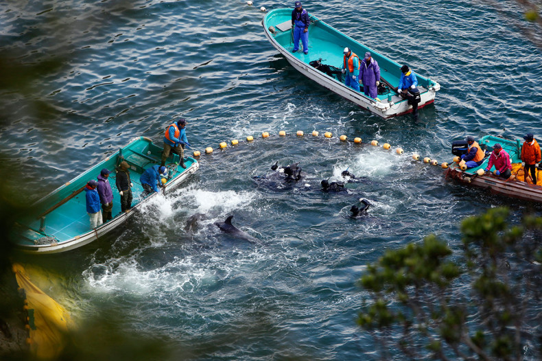 japan dolphins