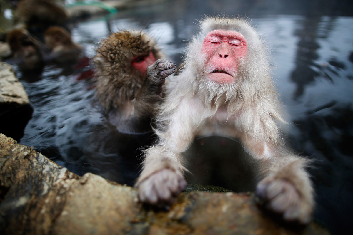 snow monkeys