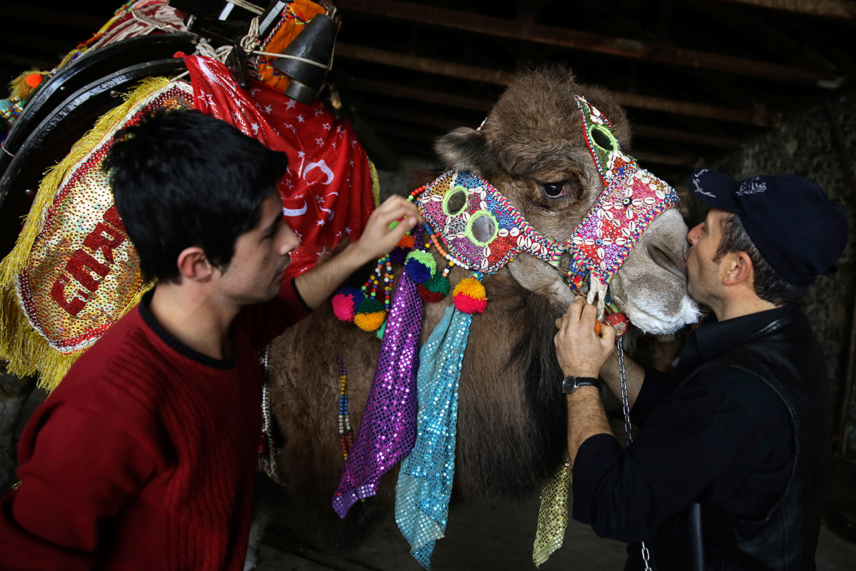 camel beauty kiss