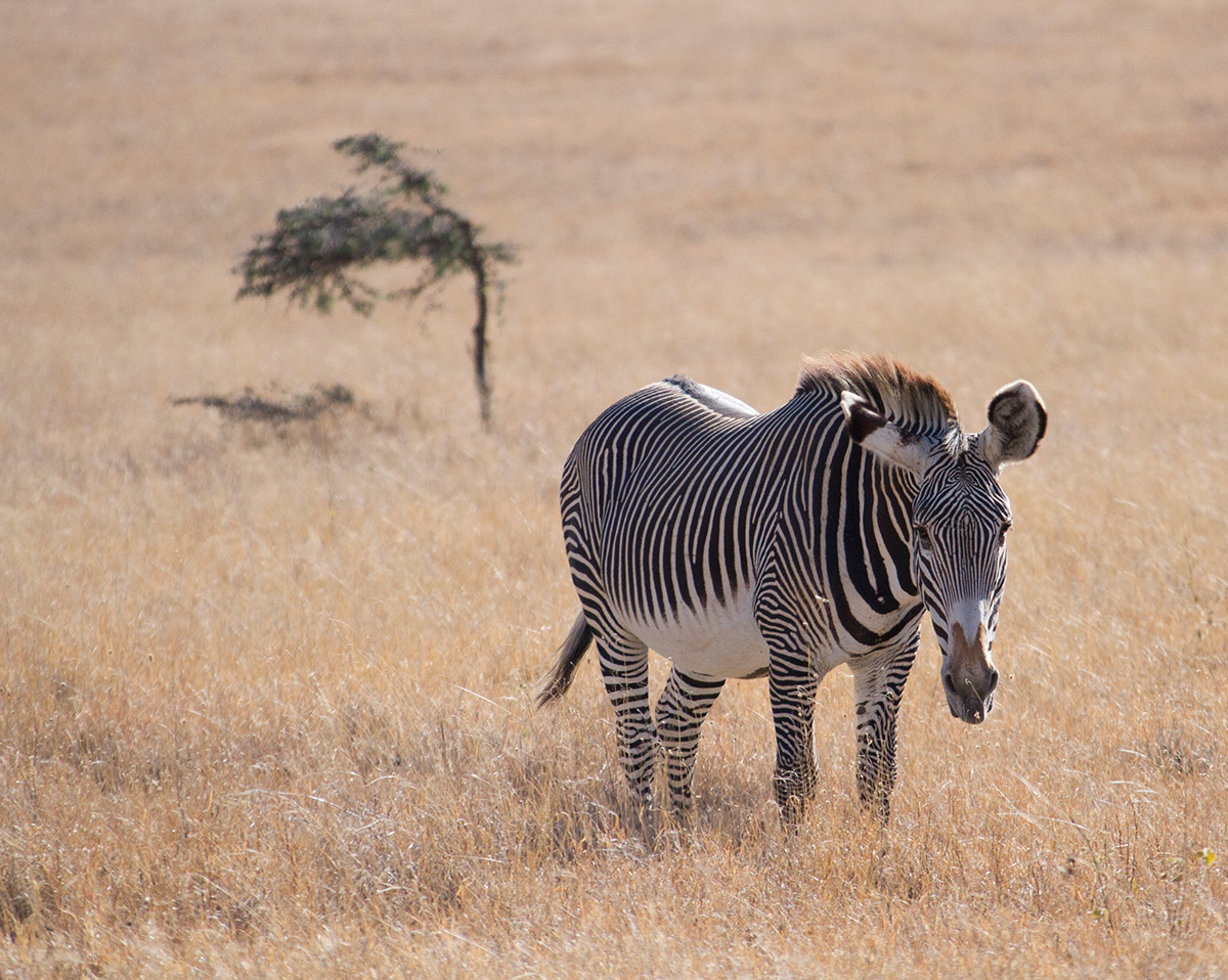 Adult Last Chance to See Entry- Grevy Zebra at Lewa c Michael Peach