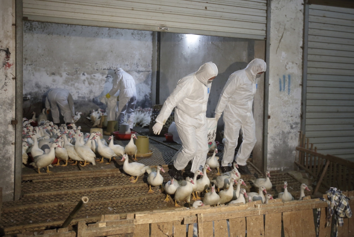 H7N9 Bird Flu: WHO Confirms Sporadic Human-to-Human Transmission as ...