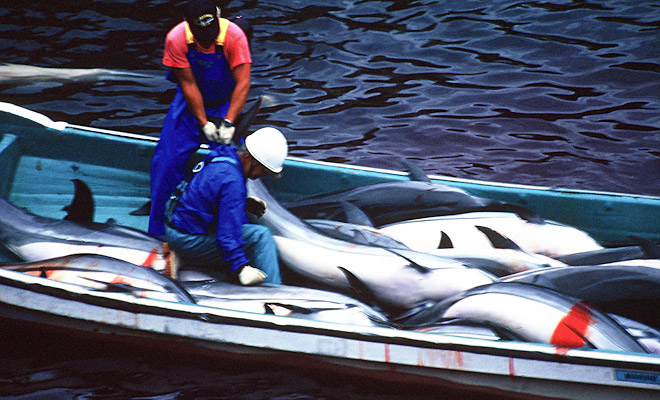 In Photos: Gruesome Dolphin Slaughter at Taiji Cove in Japan