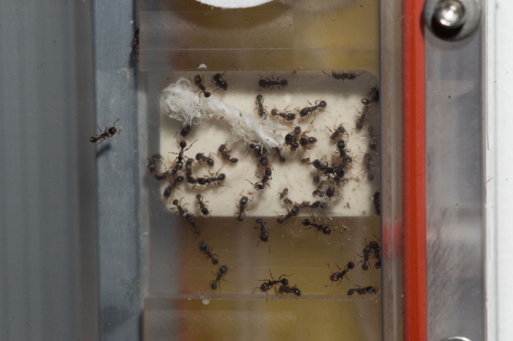 Ant experiment