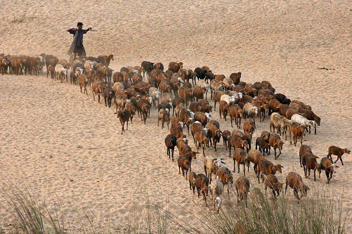 goat herder