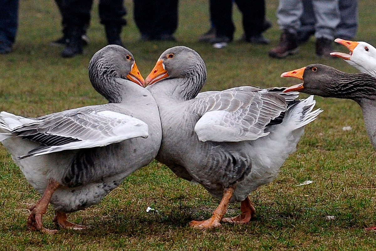 goose fighting