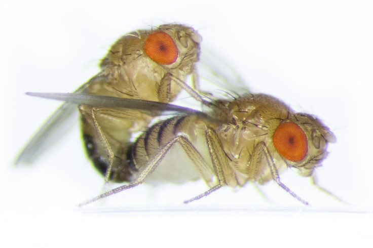 flies mating