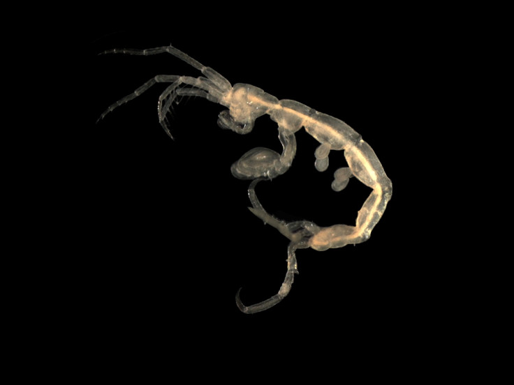 skeleton shrimp