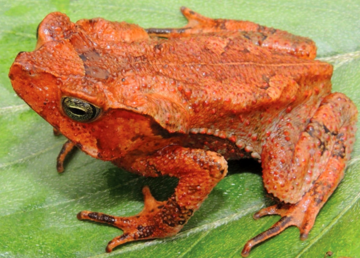 Rhinella yunga