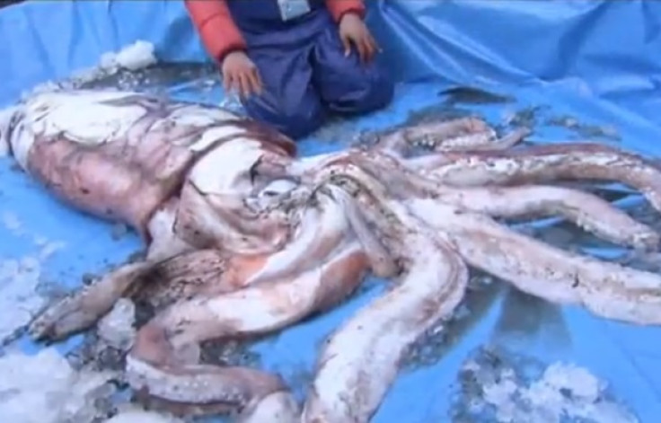 Giant squid caught by fishermen off coast of Tottori Prefecture in Japan