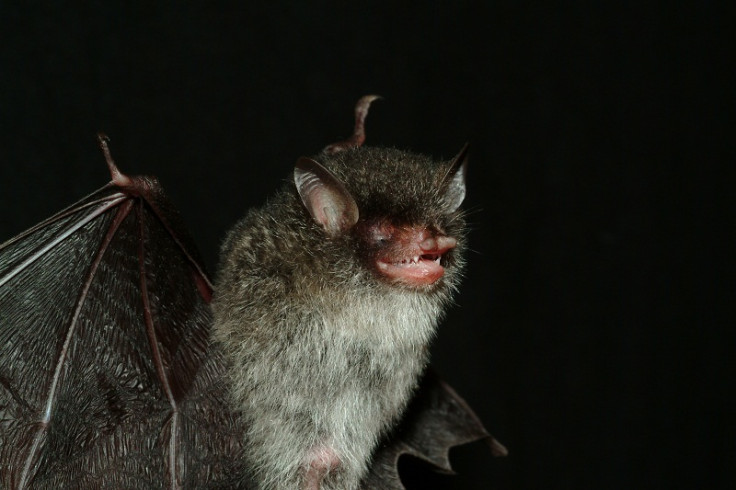 Beezlebub bat