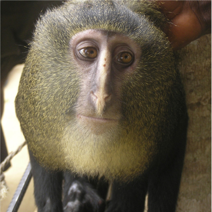 Lesula Monkey