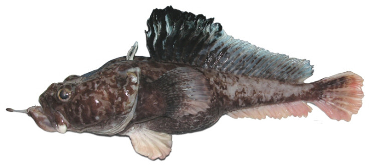 Hopbeard Plunderfish