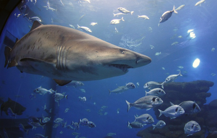 Tiger shark killed off Meelup Beach in Western Australia