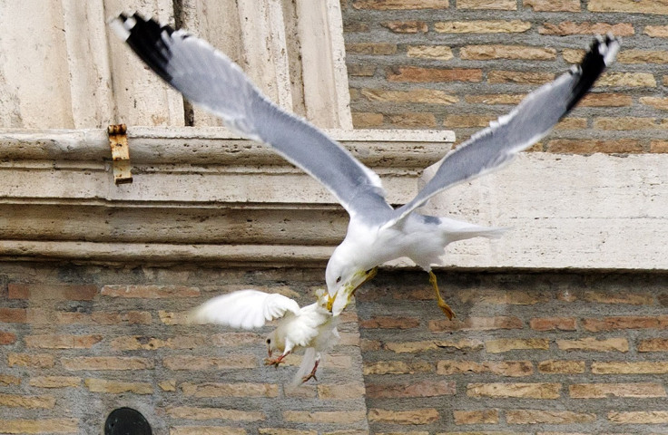 Doves attacked in Vatican Square