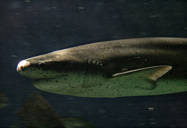 Seven-gill shark