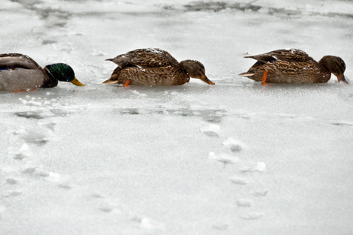 ice ducks