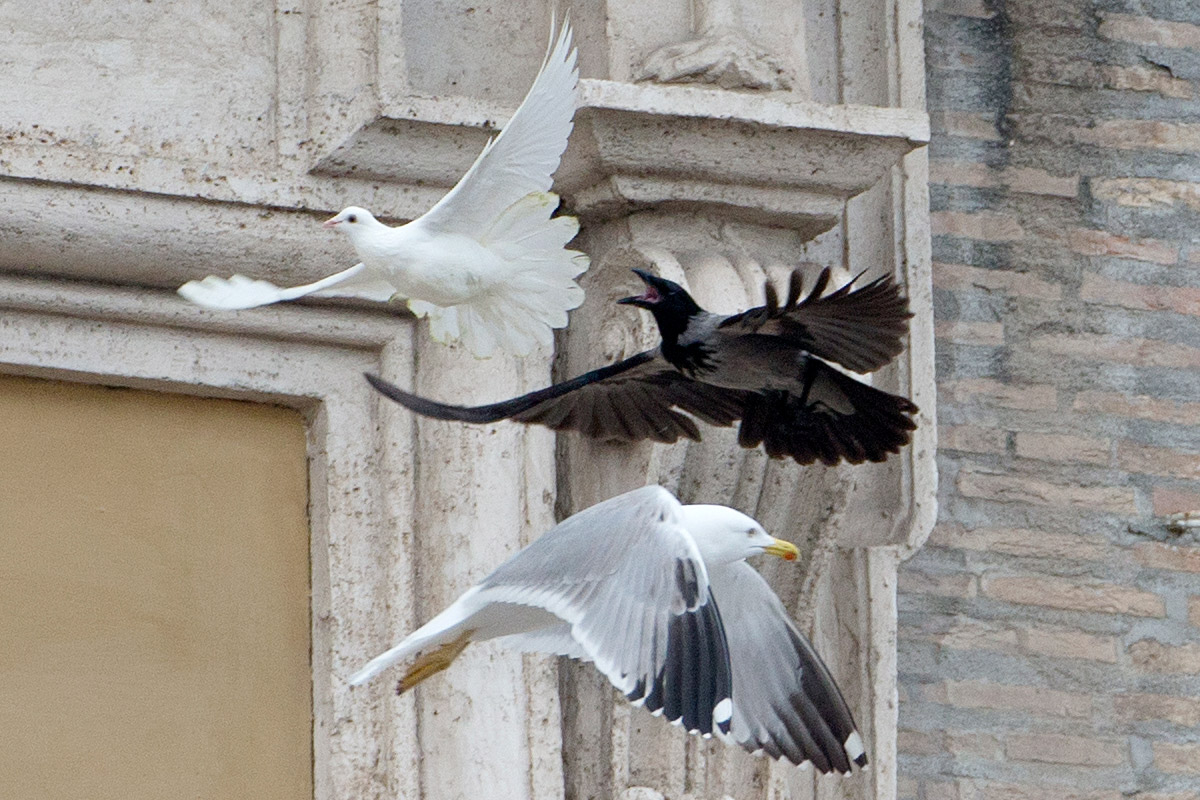 pope doves crow seagull
