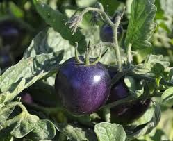 purple tomato