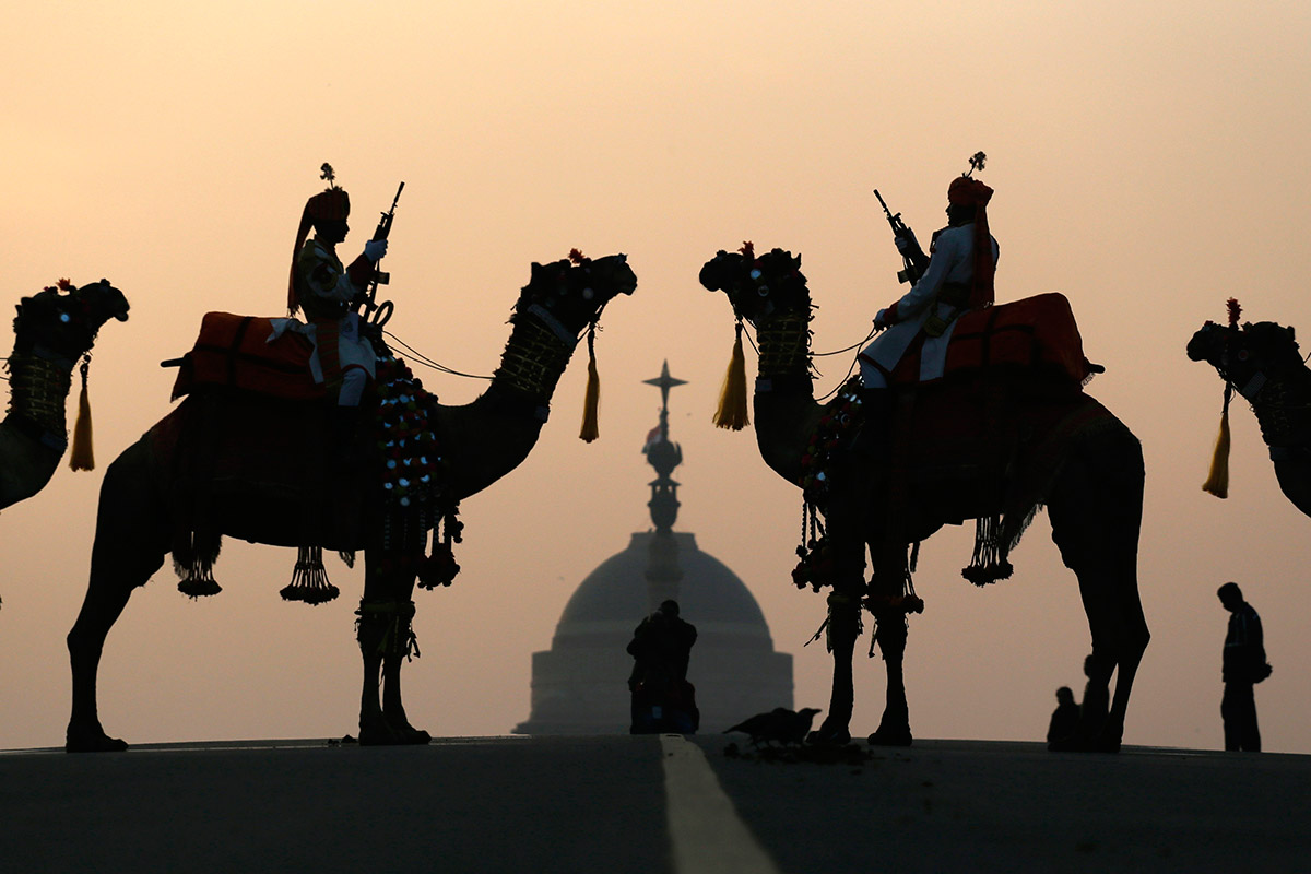 india camels