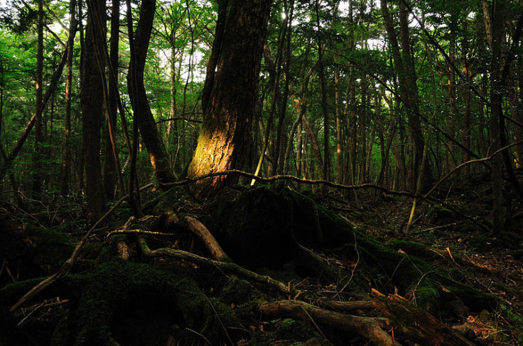 Japan Forest of Death Aokigahara