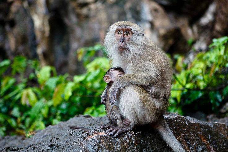 macaque monkey