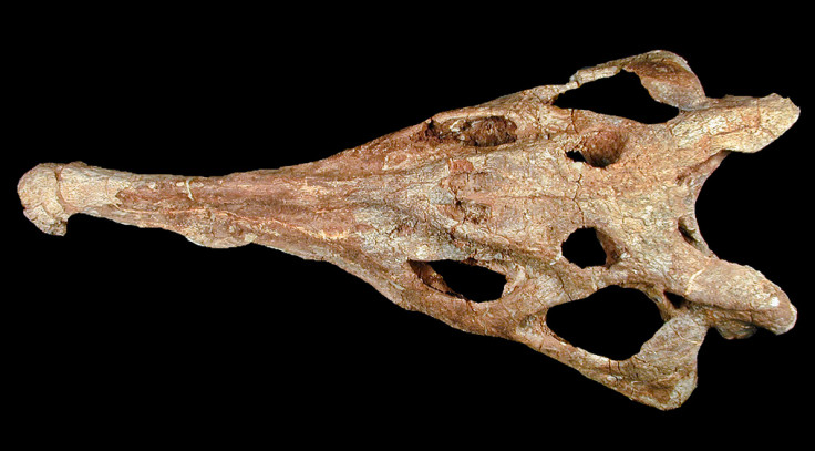 Phytosaur