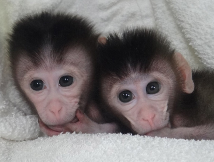 cynomolgus monkeys