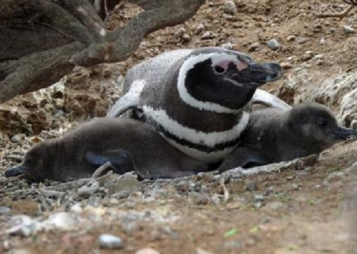 Magellanic penguins