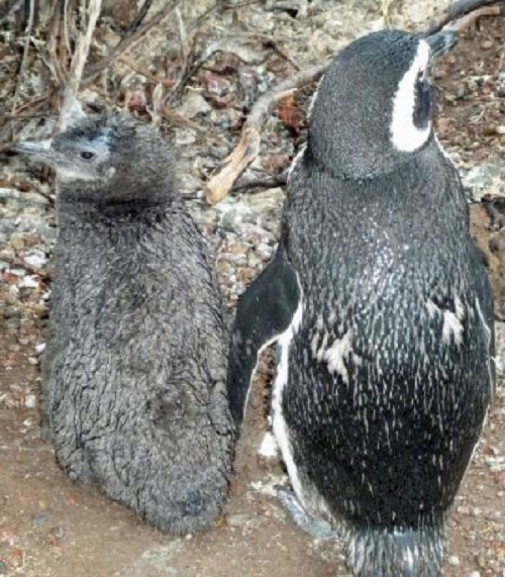 Magellanic penguins