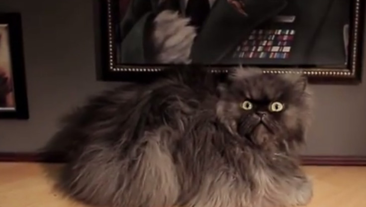 Colonel Meow