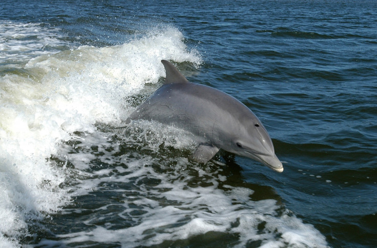 Bottlenose dolphin in the Gulf of Mexico.