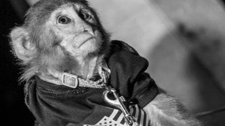 Monkey on a leash