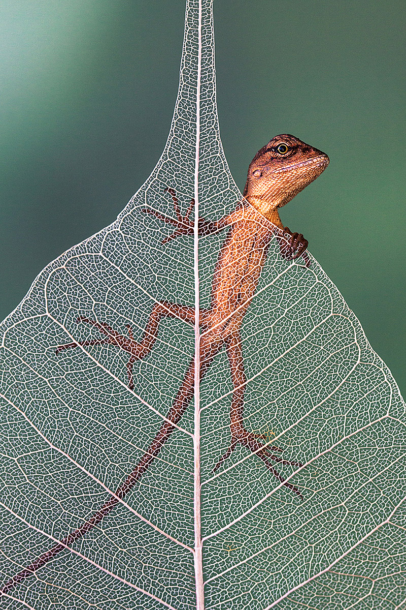 leaf lizard