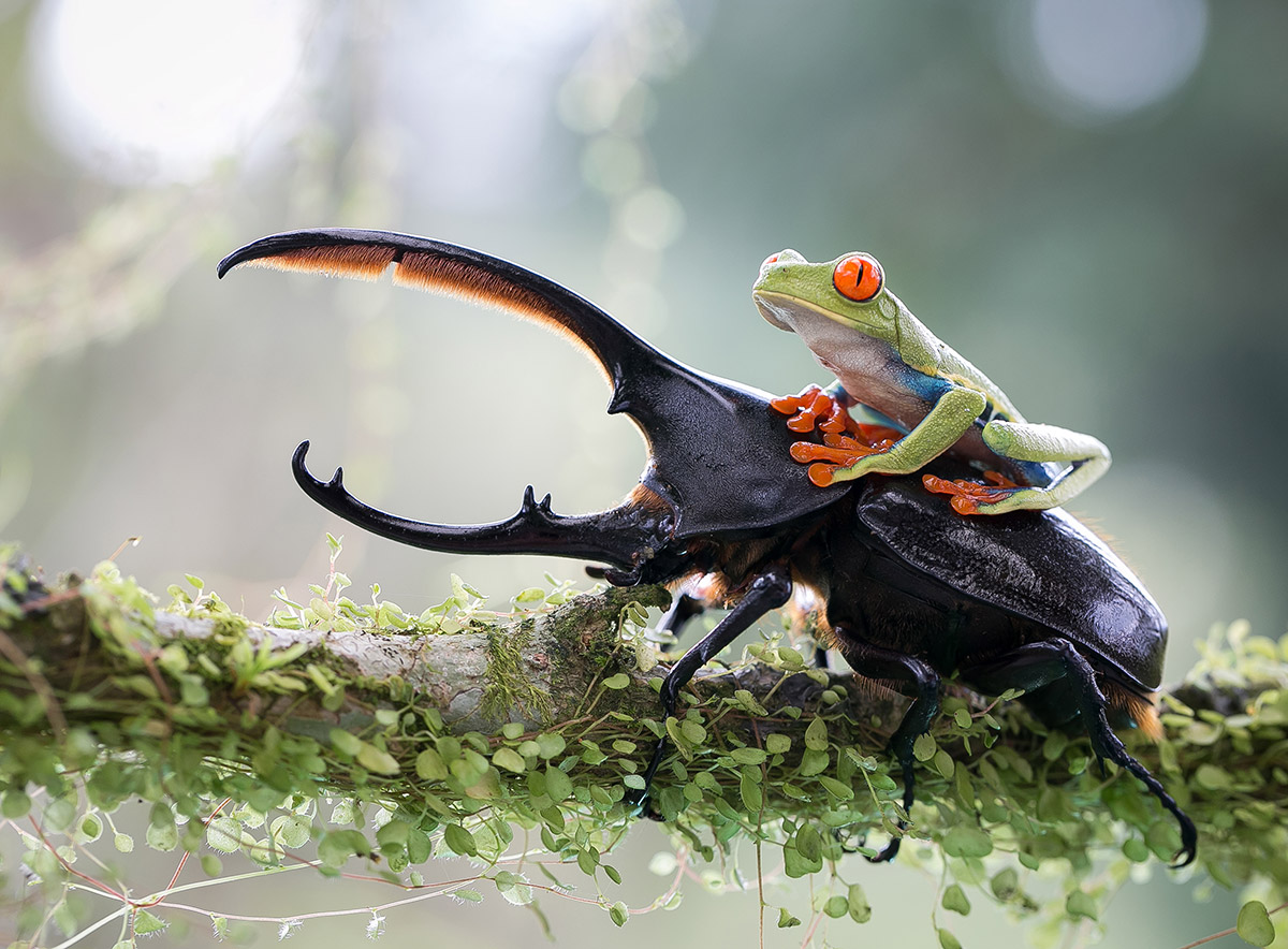 frog beetle
