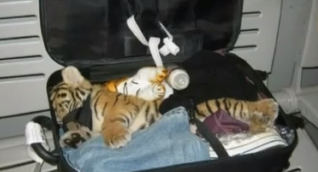 Tiger cub smuggled into Iran Tiger cub smuggled into Iran