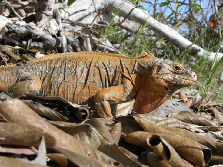 San Salvador Rock Iguana