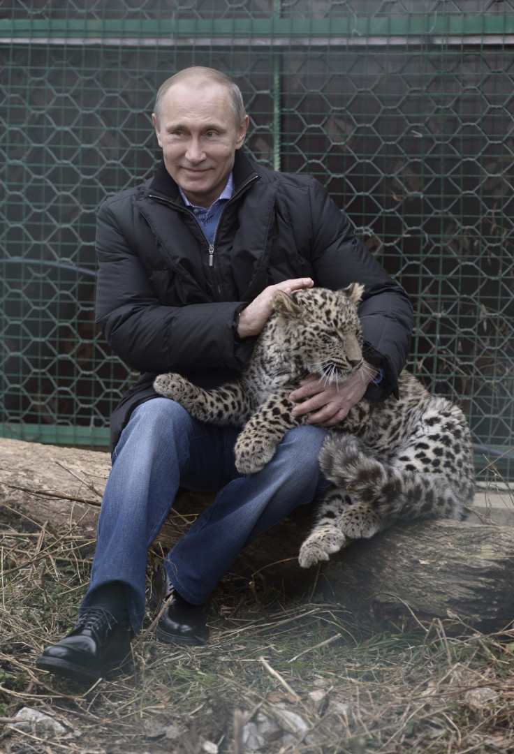 Putin holds a Persian leopard during his visit to the Persian Leopard Breeding and Rehabilitation Centre in the Sochi national park near Sochi