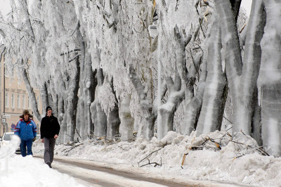 ice trees