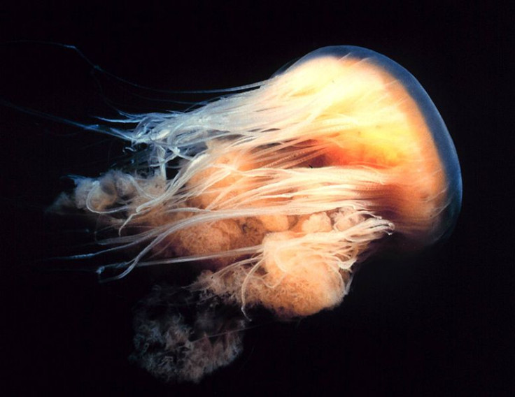 Lion's mane jellyfish