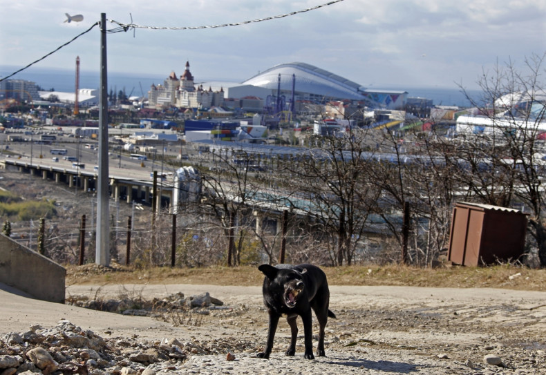 Sochi stray dogs