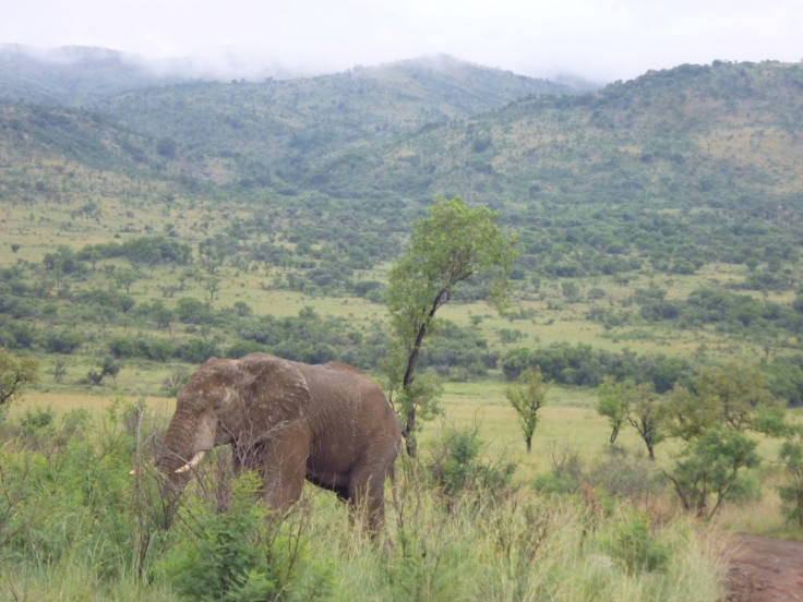 Elephants