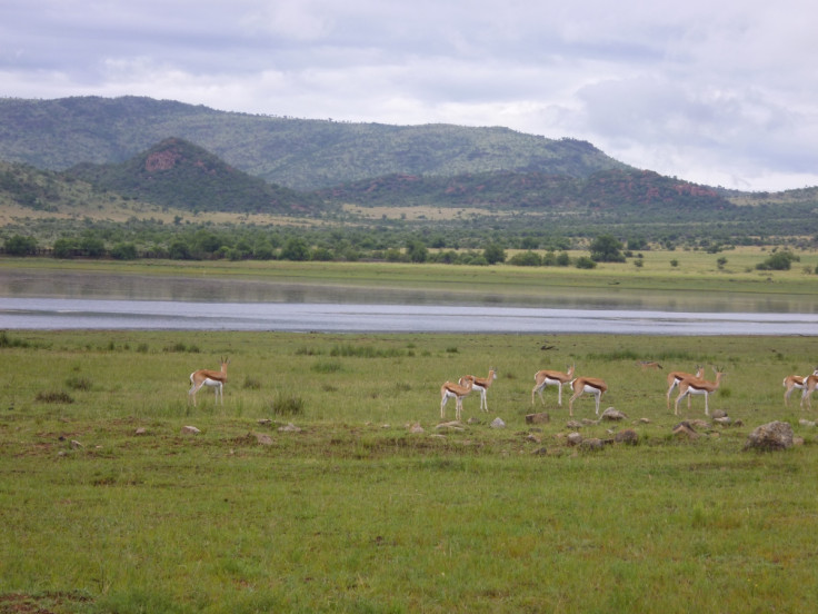 Springboks